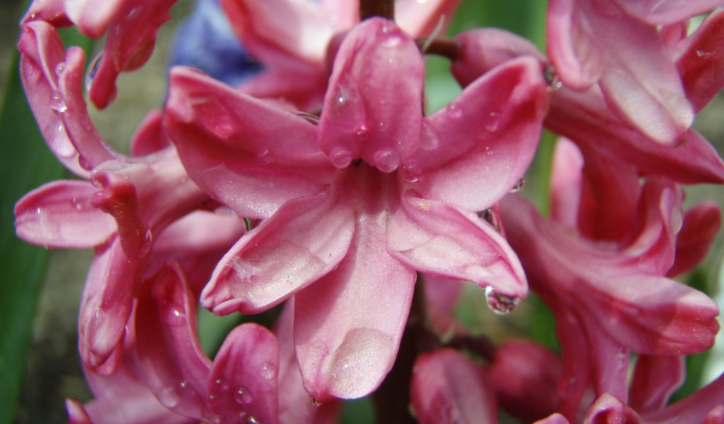 Обои цветы, гиацинт, гиацинты, flowers, hyacinth, hyacinths разрешение 2560x1920 Загрузить