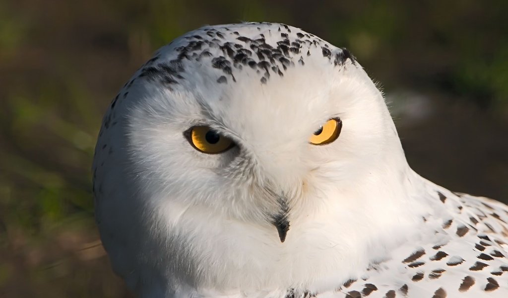 Обои сова, взгляд, хищник, птица, полярная сова, белая сова, owl, look, predator, bird, snowy owl, white owl разрешение 1920x1200 Загрузить