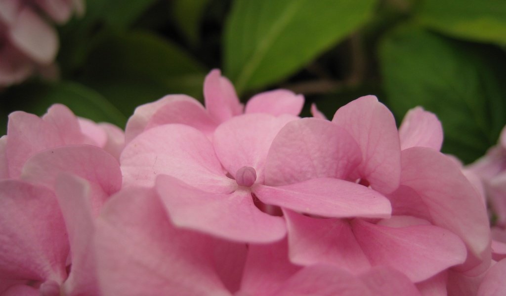 Обои цветы, лепестки, розовые, гортензия, flowers, petals, pink, hydrangea разрешение 1920x1200 Загрузить