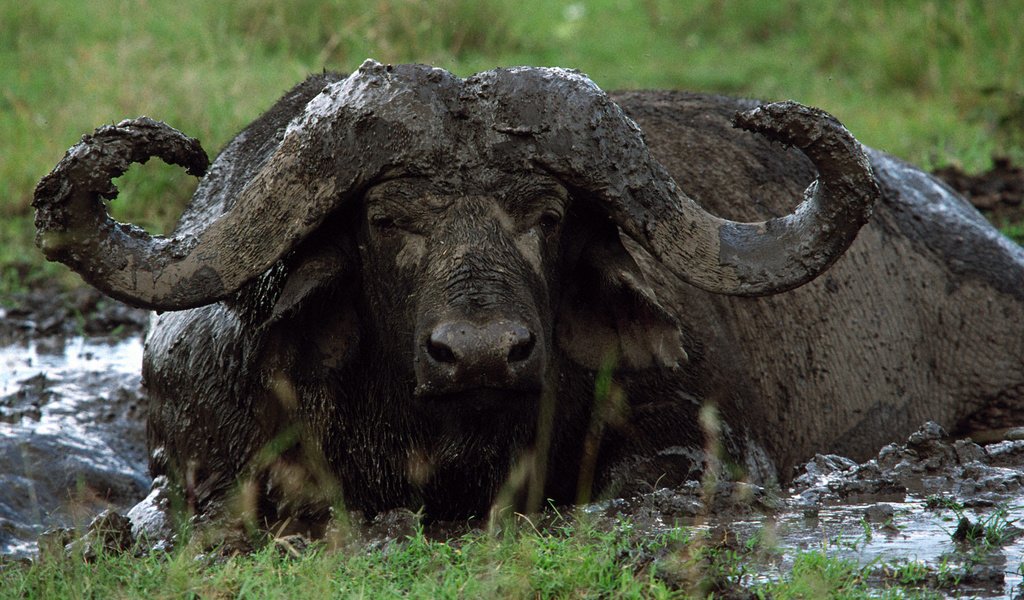 Обои морда, грязь, взгляд, рога, буйвол, face, dirt, look, horns, buffalo разрешение 1920x1200 Загрузить
