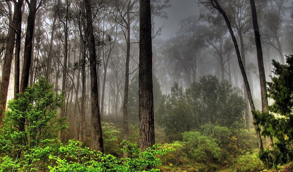 Обои лес, туман, заросли, forest, fog, thickets разрешение 1920x1200 Загрузить