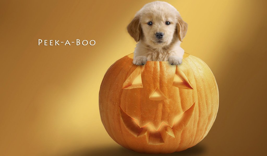 Обои фон, тыква, мордочка, взгляд, собака, щенок, праздник, хэллоуин, лапки, background, pumpkin, muzzle, look, dog, puppy, holiday, halloween, legs разрешение 1920x1200 Загрузить