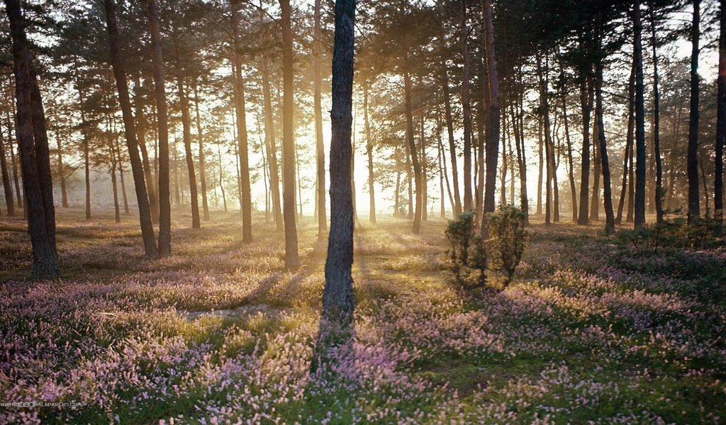 Обои лес, пейзаж, солнечный свет, forest, landscape, sunlight разрешение 1920x1080 Загрузить