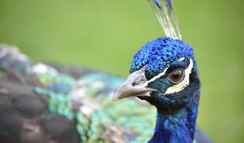 Обои птица, клюв, павлин, перья, крупным планом, bird, beak, peacock, feathers, closeup разрешение 1920x1200 Загрузить