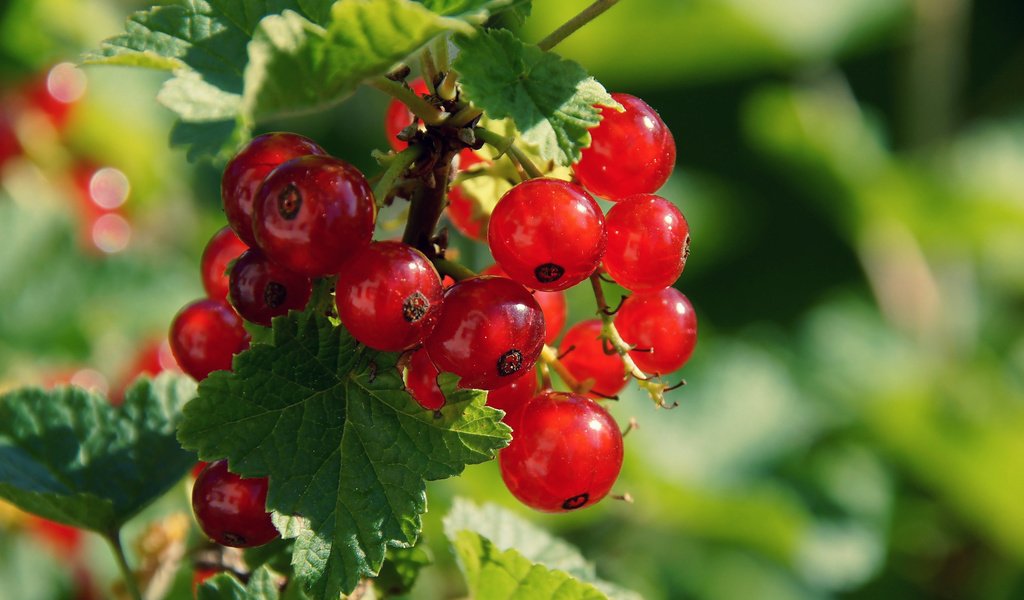 Обои листья, ягода, красная смородина, смородина, боке, кислица, leaves, berry, red currant, currants, bokeh, oxalis разрешение 1920x1278 Загрузить