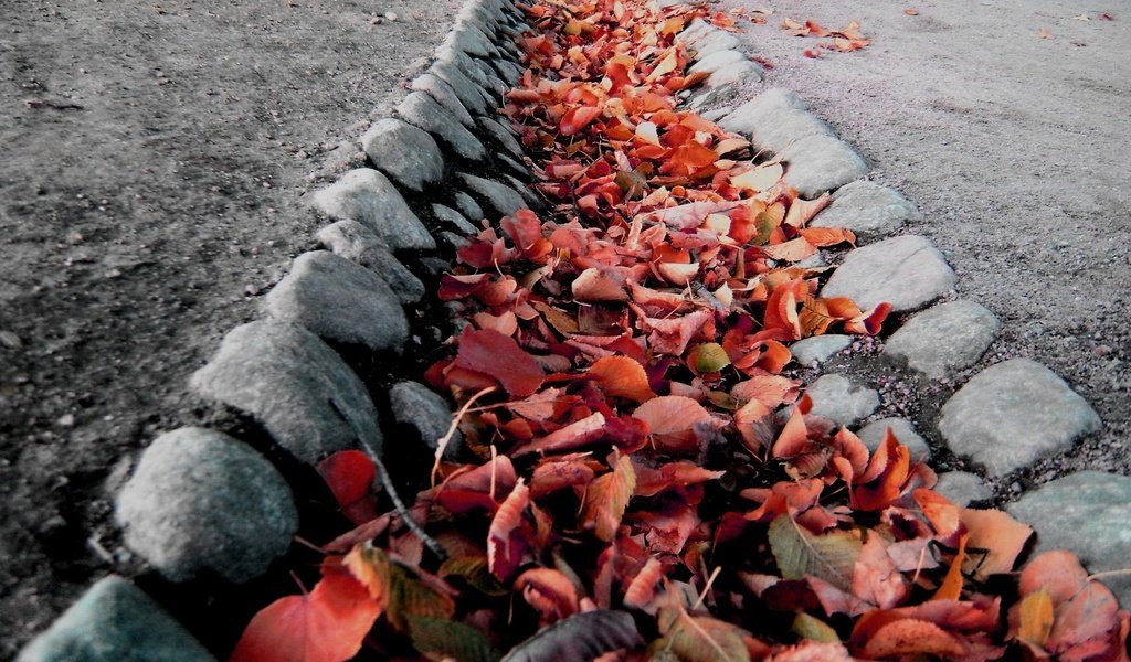 Обои камни, листья, макро, осень, колея, ров, stones, leaves, macro, autumn, track, ditch разрешение 1920x1319 Загрузить