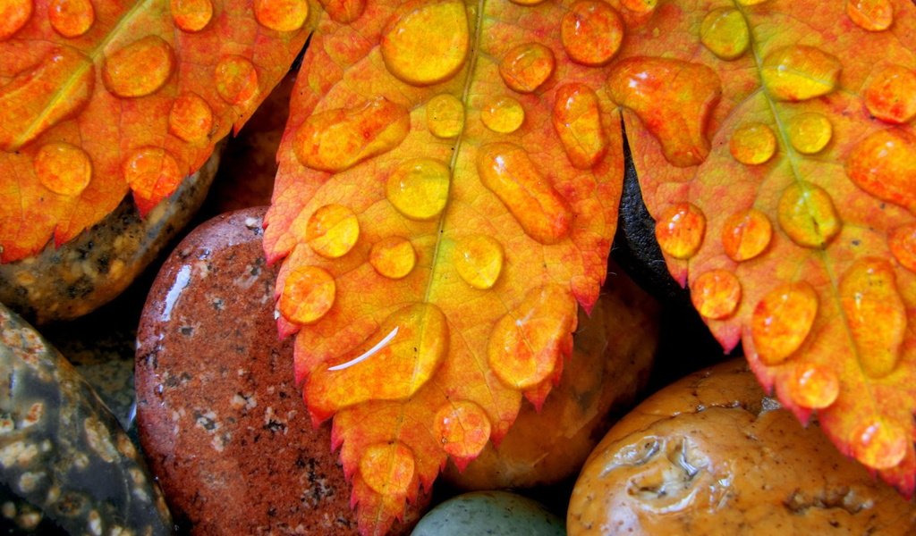 Обои камни, листья, капли, осень, лист, клен, stones, leaves, drops, autumn, sheet, maple разрешение 1920x1200 Загрузить