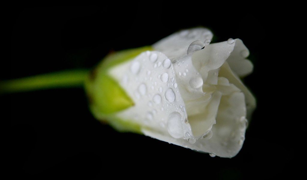 Обои цветок, роза, бутон, черный фон, белая, капли воды, flower, rose, bud, black background, white, water drops разрешение 1920x1200 Загрузить