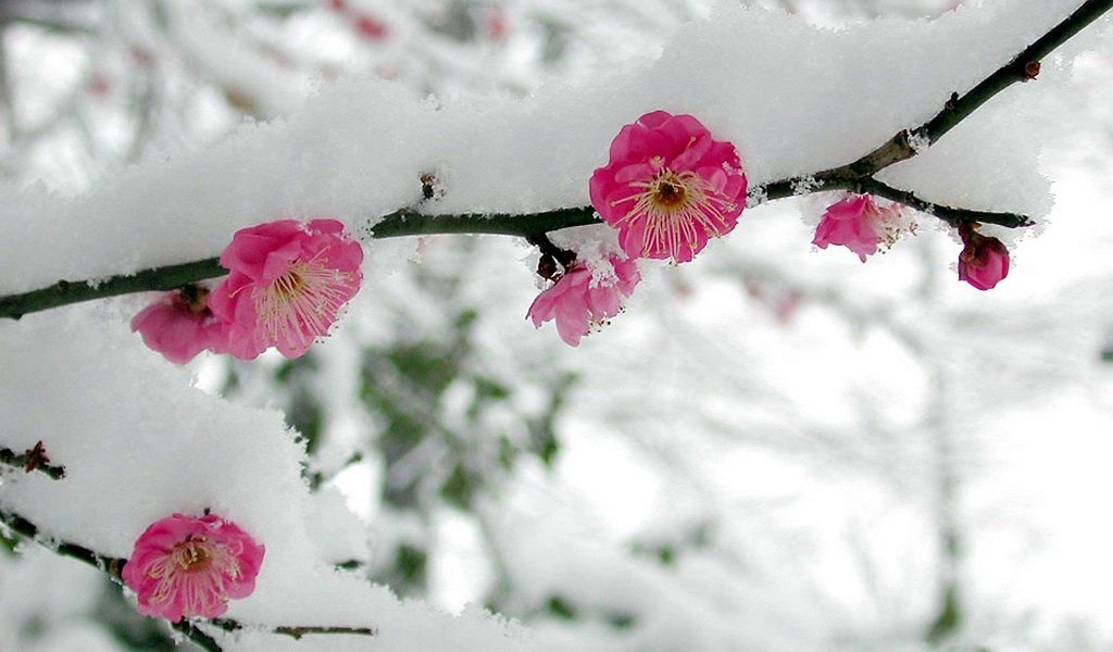 Обои цветы, ветка, снег, весна, сакура, flowers, branch, snow, spring, sakura разрешение 1920x1200 Загрузить