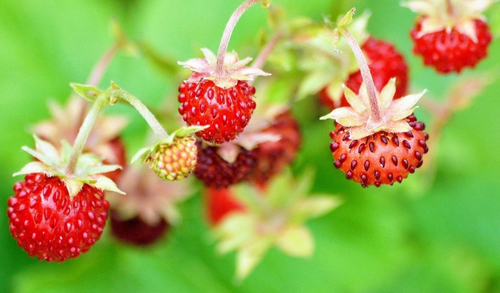 Обои ягода, земляника, berry, strawberries разрешение 1920x1200 Загрузить