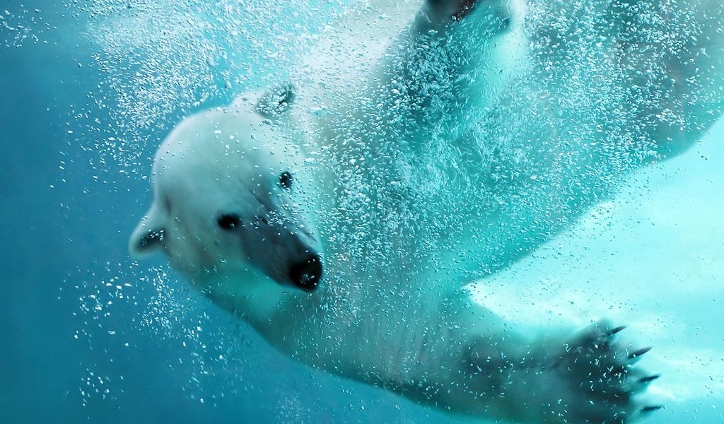 Обои вода, медведь, белый, океан, water, bear, white, the ocean разрешение 1920x1200 Загрузить