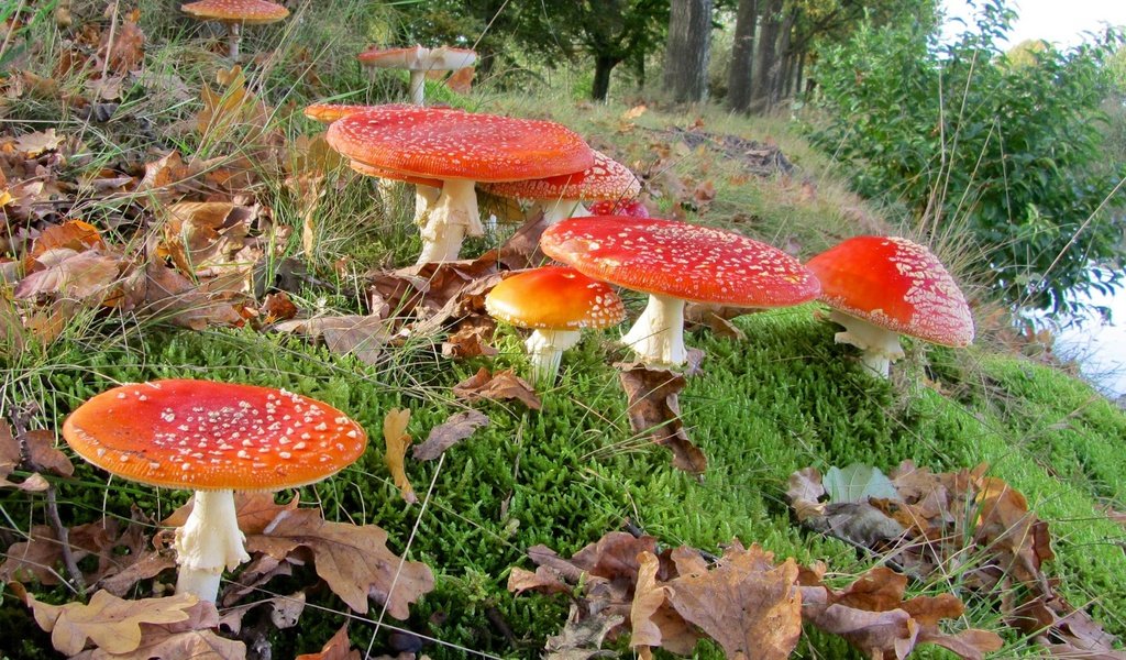 Обои трава, лес, листья, макро, грибы, мухоморы, grass, forest, leaves, macro, mushrooms, amanita разрешение 1920x1200 Загрузить