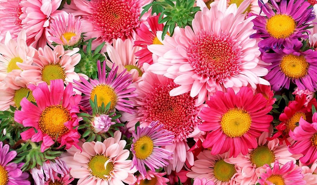 Обои цветы, ярко, букет, много, красиво, flowers, bright, bouquet, a lot, beautiful разрешение 1920x1200 Загрузить