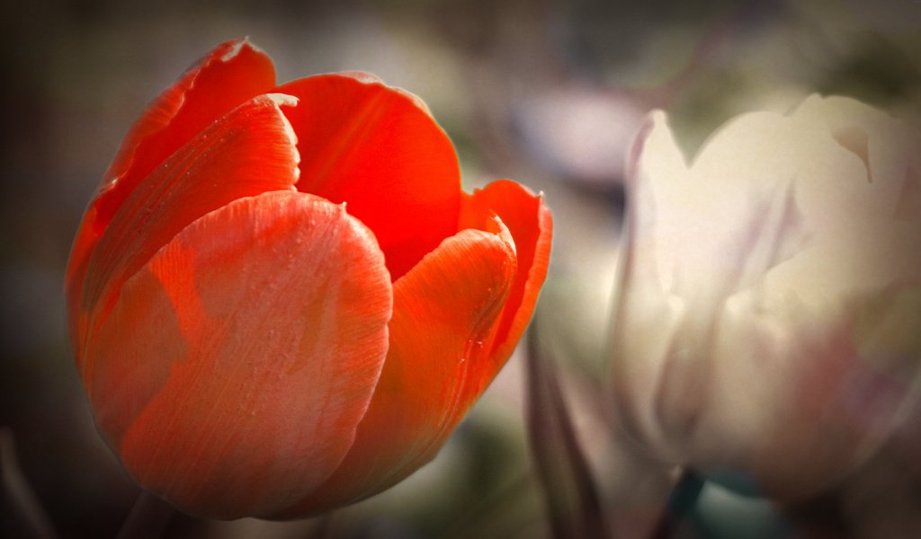 Обои тюльпан, tulip разрешение 1920x1080 Загрузить