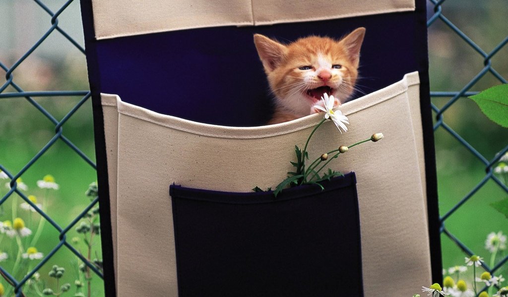 Обои цветы, рыжий котеное, кошка, забор, котенок, сетка, ромашки, рыжий, сумка, flowers, red cotinue, cat, the fence, kitty, mesh, chamomile, red, bag разрешение 1920x1200 Загрузить