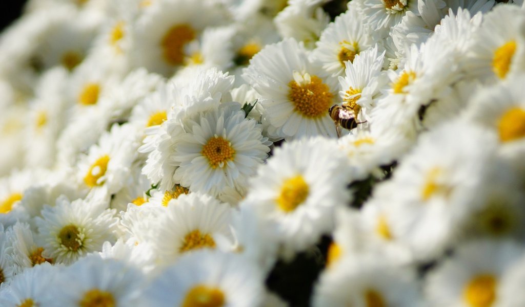 Обои цветы, насекомое, ромашки, белые, пчела, хризантемы, flowers, insect, chamomile, white, bee, chrysanthemum разрешение 2880x1800 Загрузить