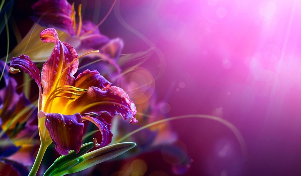 Обои цветы, бутоны, фон, лепестки, размытость, лилия, лилии, фиолетовые, flowers, buds, background, petals, blur, lily, purple разрешение 2560x1600 Загрузить