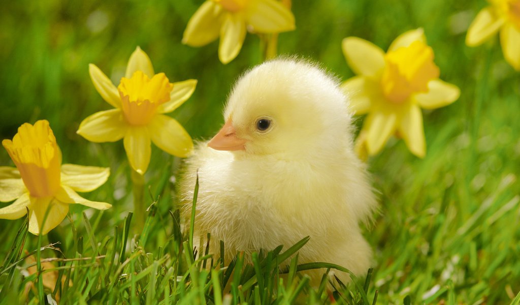 Обои цветы, трава, птенец, птица, нарциссы, цыплёнок, желтые, flowers, grass, chick, bird, daffodils, chicken, yellow разрешение 1920x1080 Загрузить