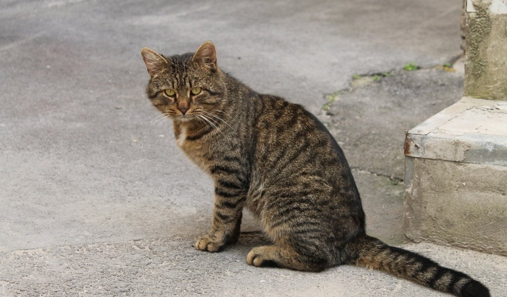 Обои глаза, кот, кошка, взгляд, улица, полосатый, eyes, cat, look, street, striped разрешение 2560x1600 Загрузить