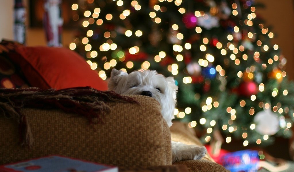Обои огни, диван, новый год, белая, елка, с новым годом, настроение, 2013, герлянда, подушки, пледы, подарки, собака, дом, lights, sofa, new year, white, tree, happy new year, mood, garland, pillow, blankets, gifts, dog, house разрешение 2560x1600 Загрузить