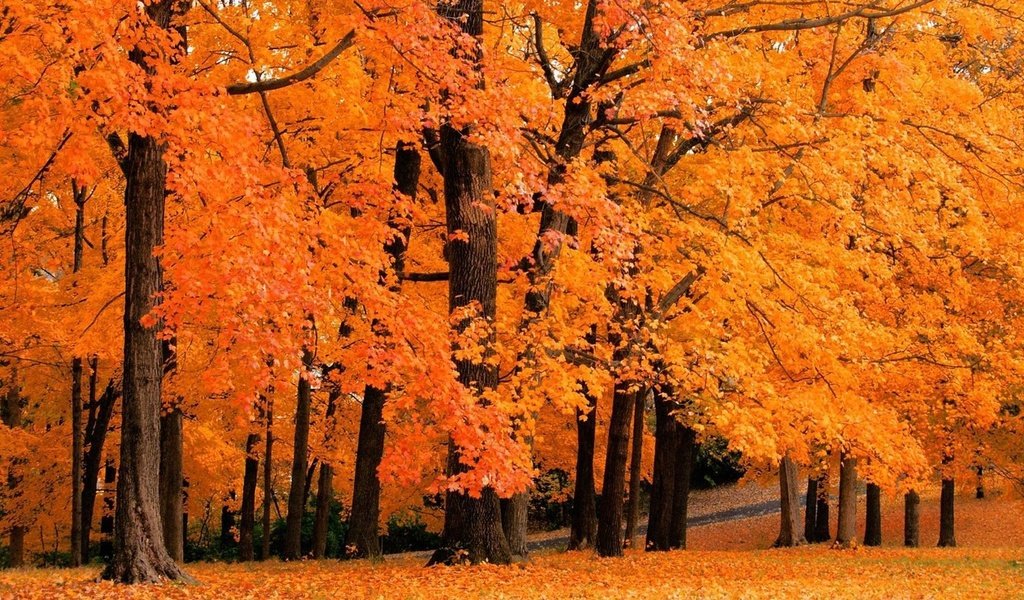 Обои деревья, природа, листья, парк, осень, trees, nature, leaves, park, autumn разрешение 1920x1080 Загрузить