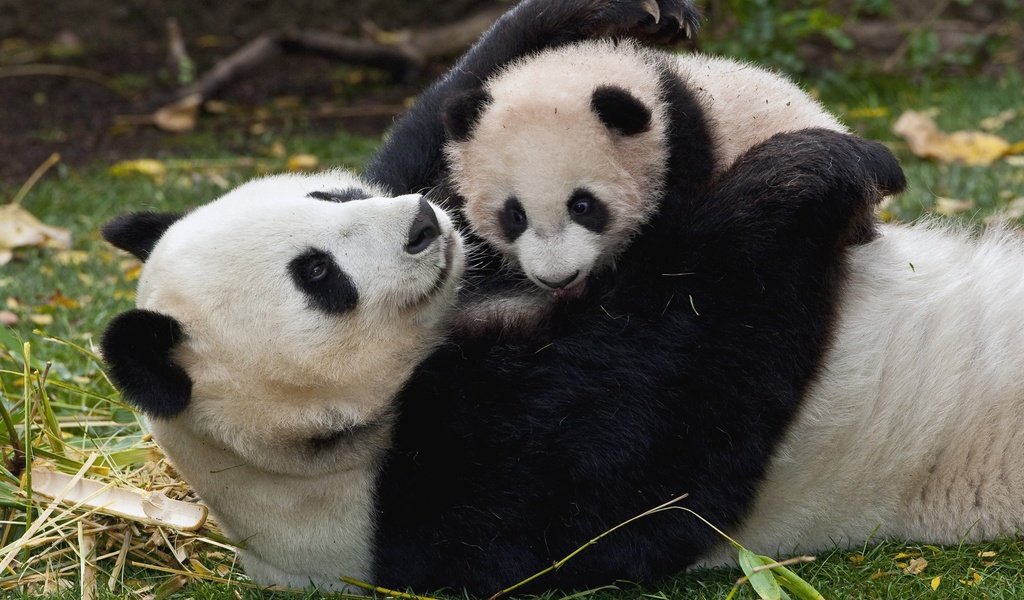 Обои трава, панда, забота, детеныш, бамбуковый медведь, большая панда, grass, panda, care, cub, bamboo bear, the giant panda разрешение 1920x1080 Загрузить