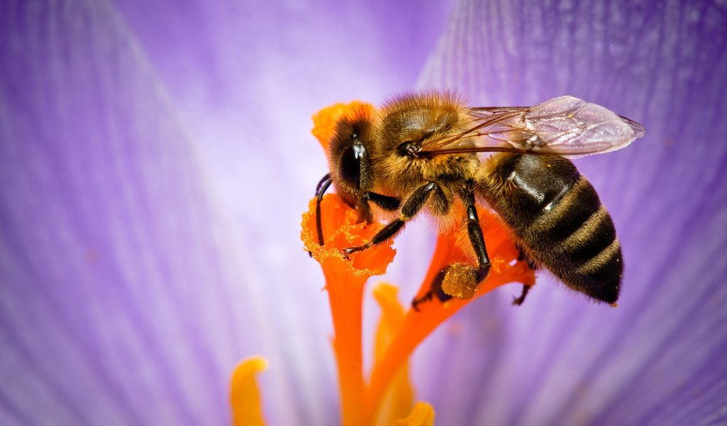 Обои макро, насекомое, цветок, лепестки, пчела, нектар, опыление, некрар, macro, insect, flower, petals, bee, nectar, pollination разрешение 2560x1600 Загрузить