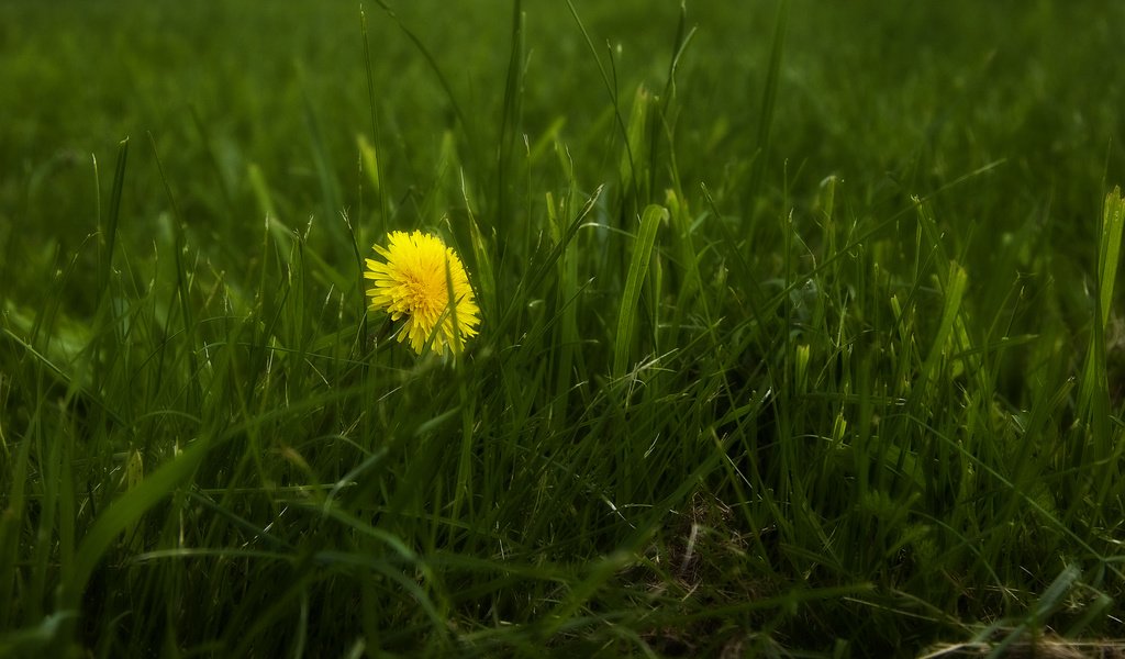 Обои трава, природа, весна, одуванчик, grass, nature, spring, dandelion разрешение 1920x1200 Загрузить