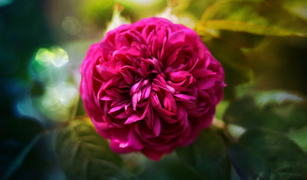 Обои роза, roza, pyshnaya, rose разрешение 2560x1600 Загрузить