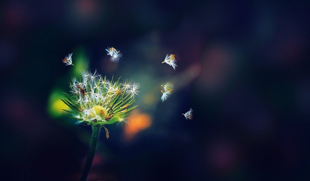 Обои вид, одуванчик, пух, view, dandelion, fluff разрешение 1920x1080 Загрузить