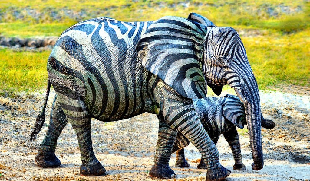 Обои слон, полосатый, слоненок, elephant, striped разрешение 2560x1600 Загрузить