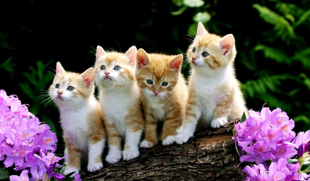 Обои цветы, рыжие котята, flowers, red kittens разрешение 2000x1333 Загрузить