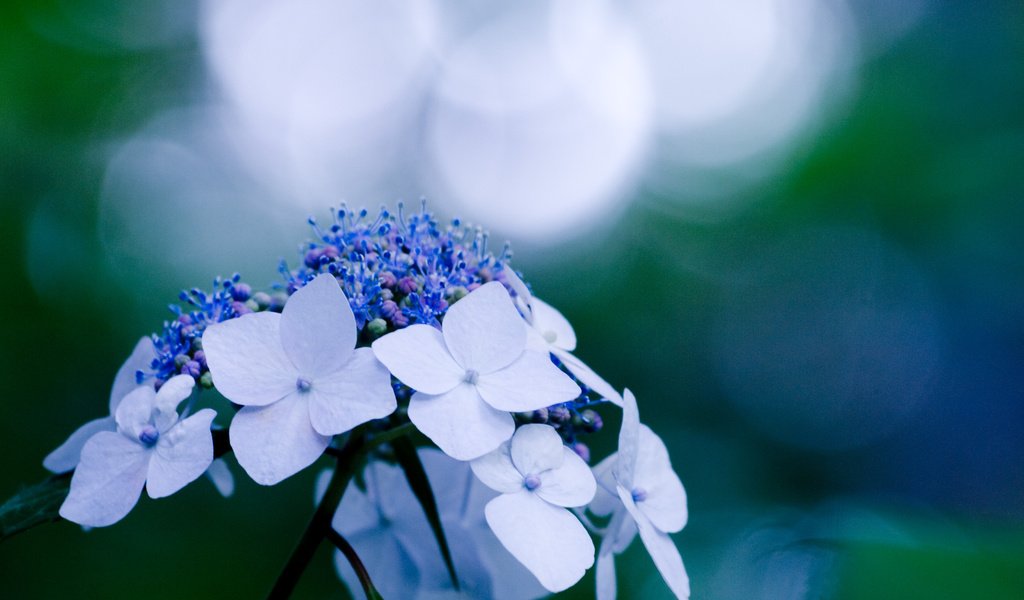 Обои цветы, bliki, rastenie, макро, sinij, гортензия, синий, цветок, голубой, блики, растение, cvetok, goluboj, makro, flowers, macro, hydrangea, blue, flower, glare, plant разрешение 3648x2736 Загрузить
