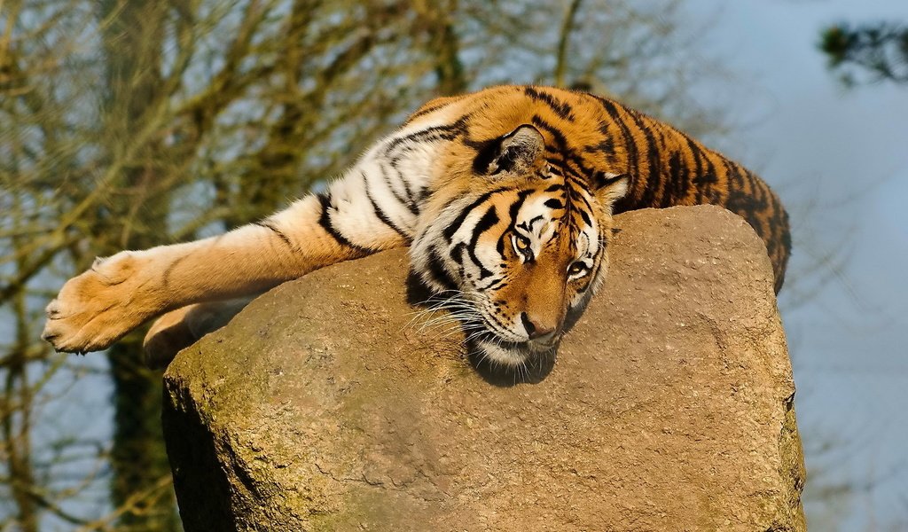 Обои тигр, морда, деревья, природа, лежит, хищник, камень, усы. лапы, tiger, face, trees, nature, lies, predator, stone, mustache. paws разрешение 1920x1200 Загрузить