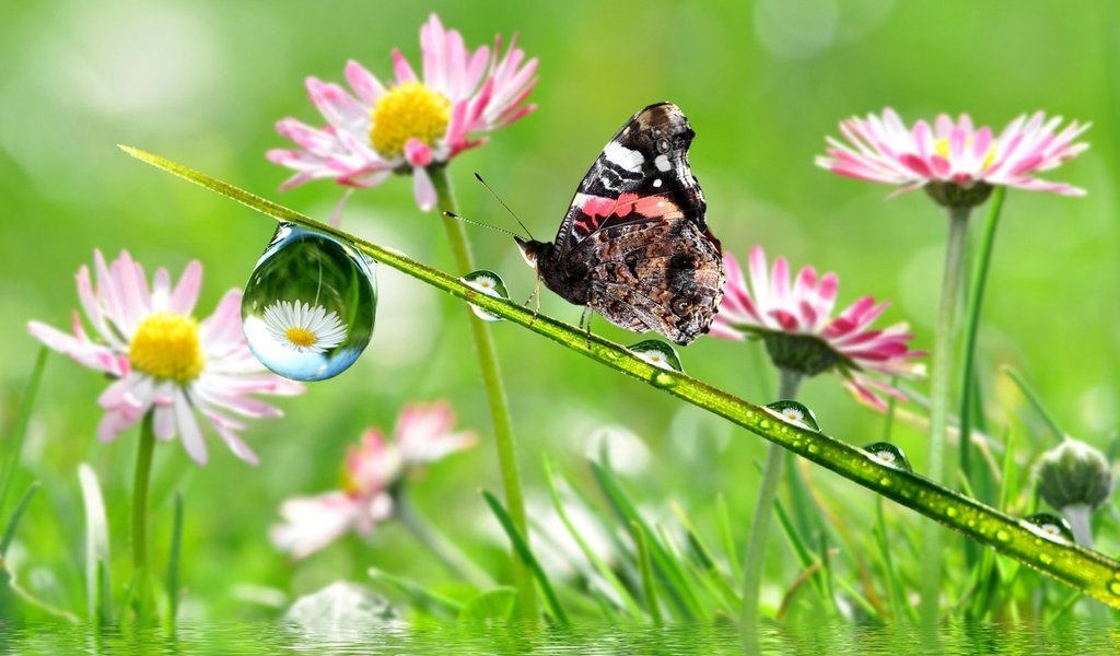 Обои цветы, капли, бабочка, крылья, насекомые, стебель, flowers, drops, butterfly, wings, insects, stem разрешение 2560x1600 Загрузить