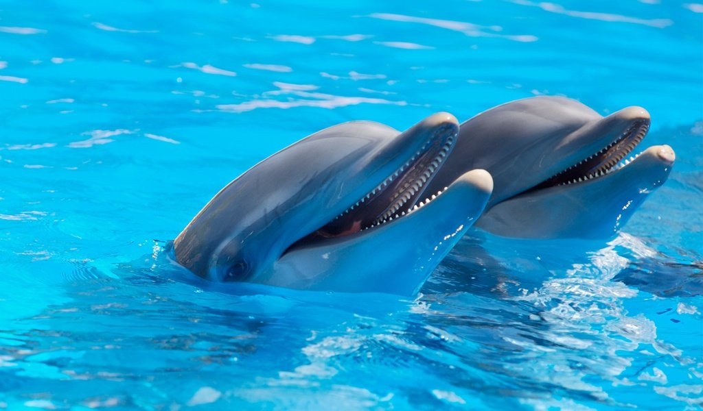 Обои вода, животные, блики, дельфины, water, animals, glare, dolphins разрешение 2880x1800 Загрузить
