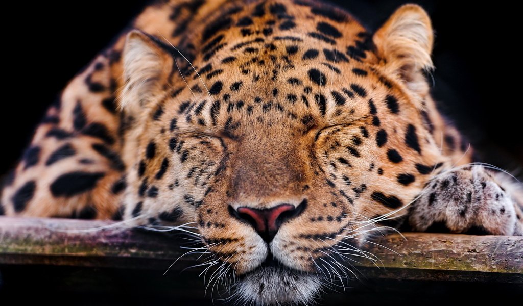 Обои морда, усы, спит, леопард, темный фон, лапа, face, mustache, sleeping, leopard, the dark background, paw разрешение 2560x1707 Загрузить