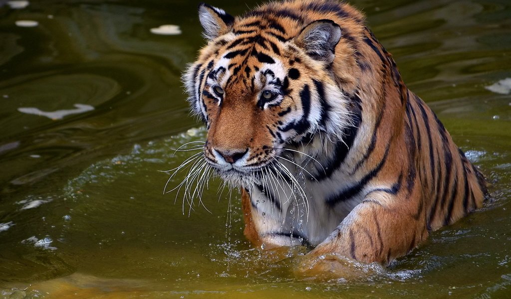 Обои тигр, вода, хищник, купание, дикая кошка, tiger, water, predator, bathing, wild cat разрешение 1920x1200 Загрузить