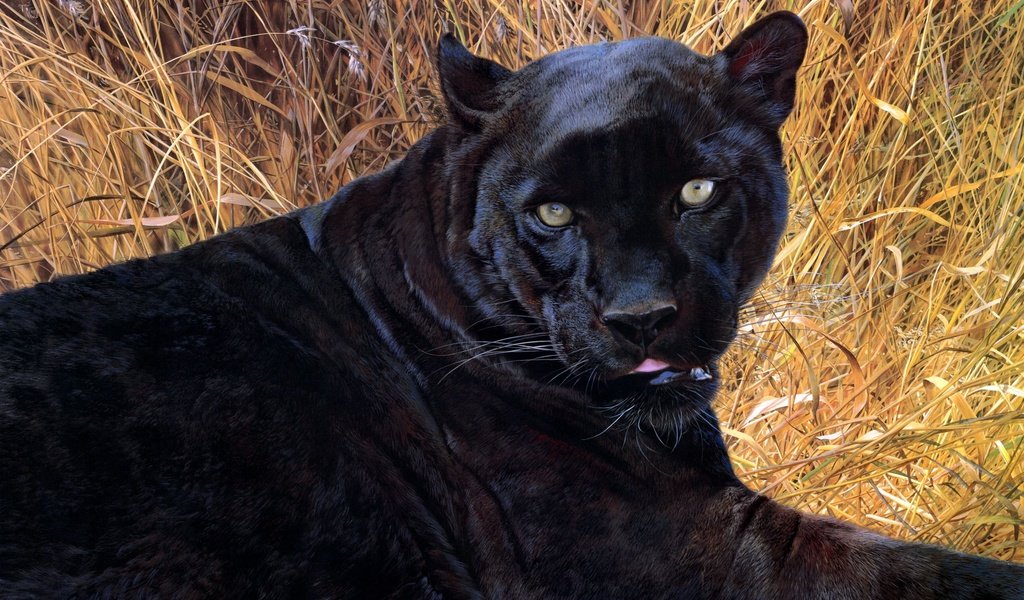 Обои арт, картина, пантера, черная, carl brenders, black sphinx, art, picture, panther, black разрешение 2599x1730 Загрузить