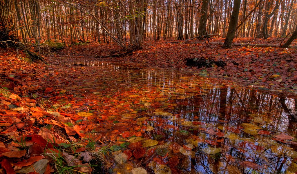 Обои деревья, лес, листья, ручей, листва, осень, речка, trees, forest, leaves, stream, foliage, autumn, river разрешение 2560x1600 Загрузить