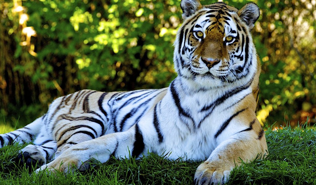 Обои тигр, трава, природа, кошка, лежит, хищник, tiger, grass, nature, cat, lies, predator разрешение 1920x1200 Загрузить