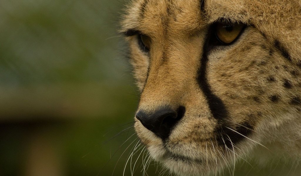 Обои морда, хищник, гепард, дикая кошка, face, predator, cheetah, wild cat разрешение 2048x1360 Загрузить