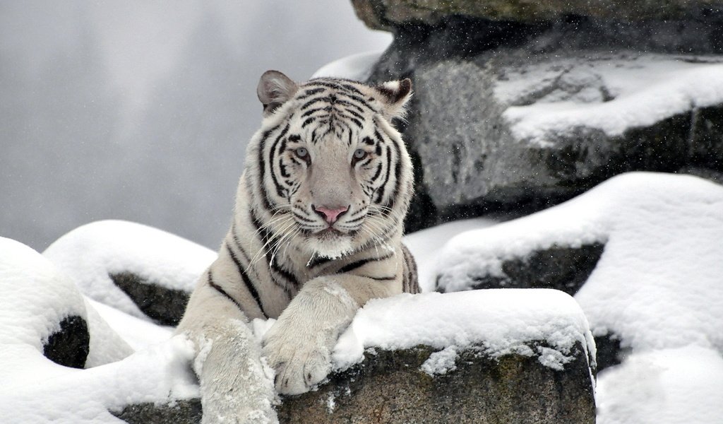 Обои тигр, морда, снег, камни, белый, хищник, waite tiger, tiger, face, snow, stones, white, predator разрешение 1920x1200 Загрузить