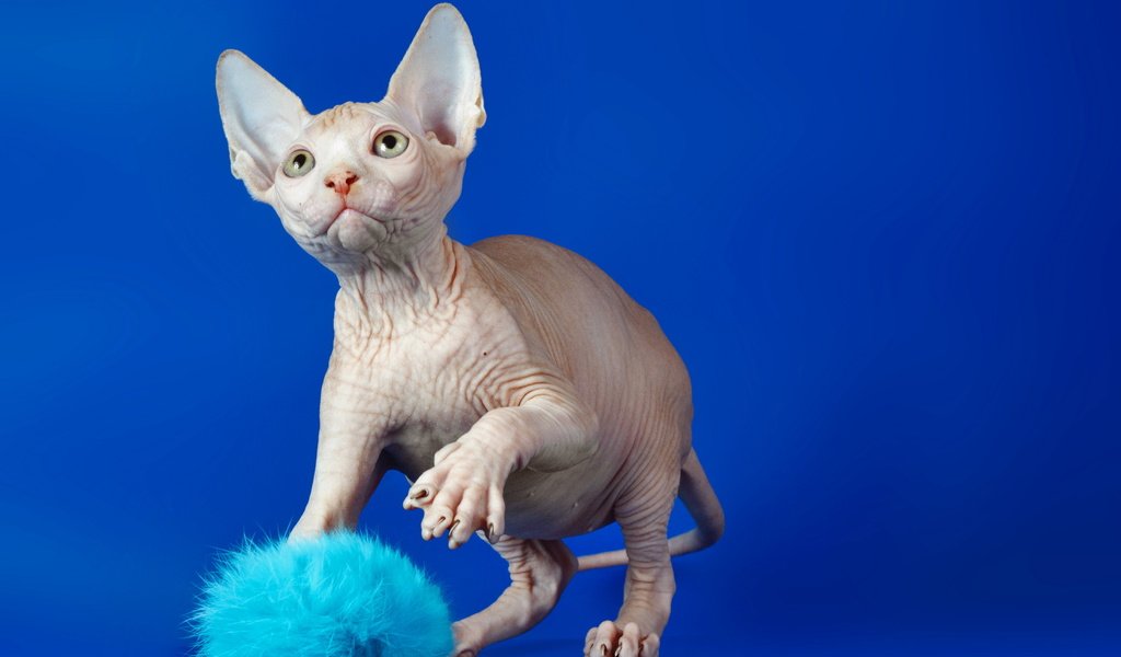 Обои кот, кошка, взгляд, синий фон, сфинкс, cat, look, blue background, sphinx разрешение 2560x1600 Загрузить