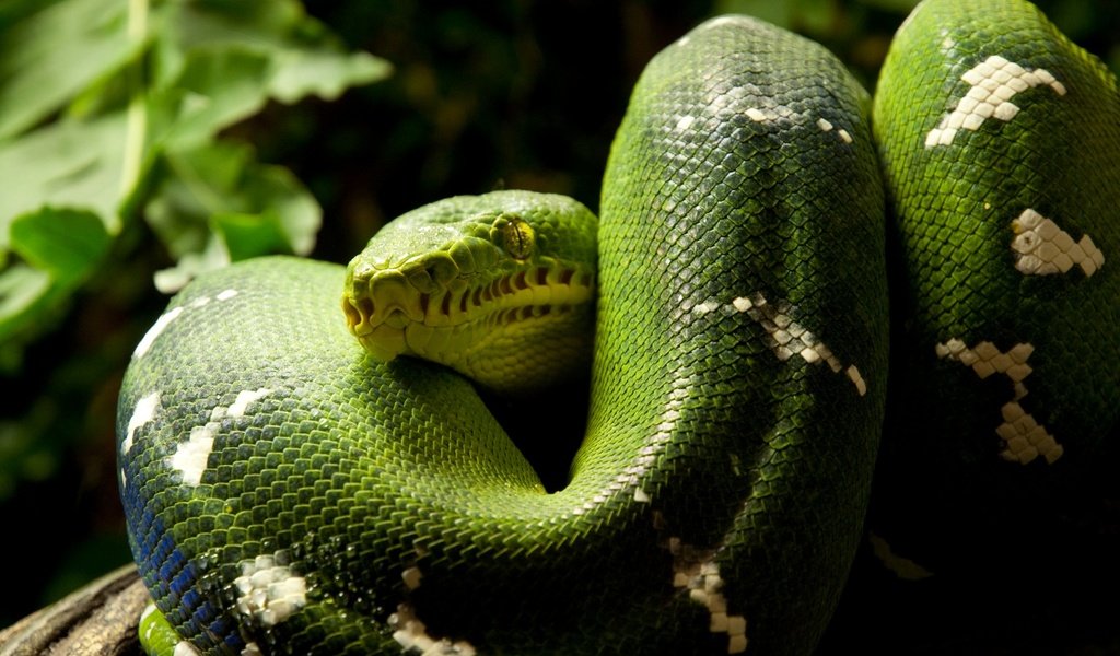 Обои змея, зеленая, кольца, питон, рептилия, пресмыкающиеся, snake, green, ring, python, reptile, reptiles разрешение 2560x1600 Загрузить