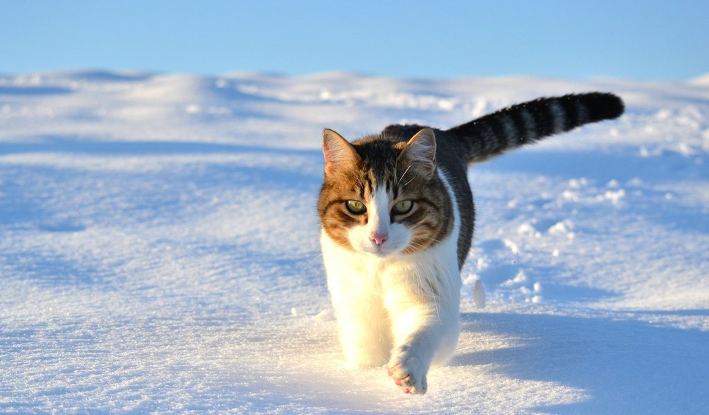 Обои снег, зима, кот, кошка, прогулка, snow, winter, cat, walk разрешение 1920x1300 Загрузить