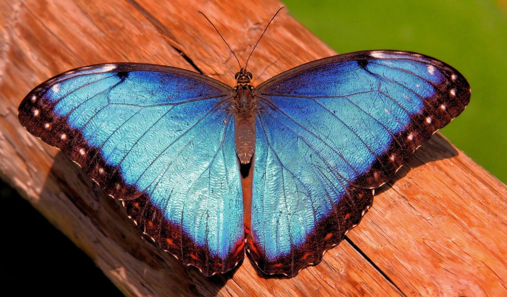 Обои насекомое, бабочка, крылья, ствол, морфо, insect, butterfly, wings, trunk, morpho разрешение 1920x1200 Загрузить