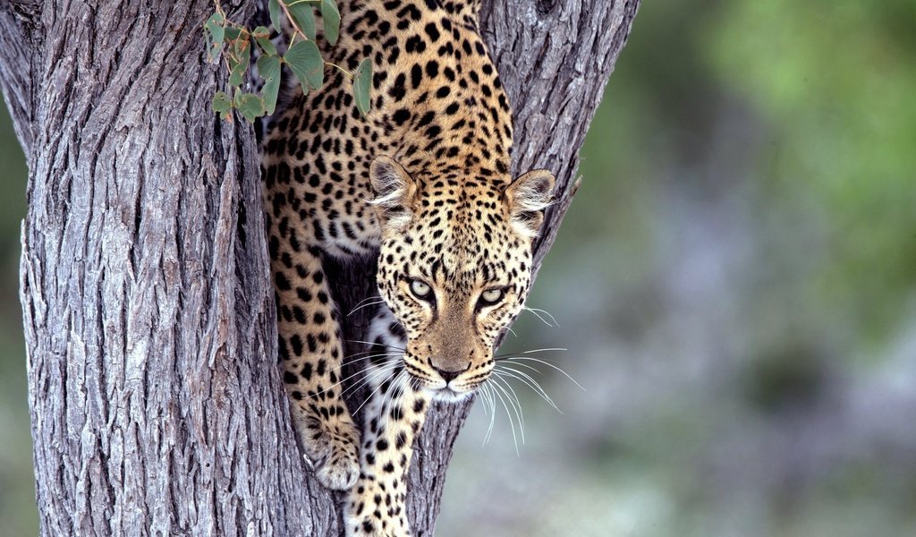 Обои дерево, взгляд, леопард, хищник, большая кошка, tree, look, leopard, predator, big cat разрешение 2048x1336 Загрузить