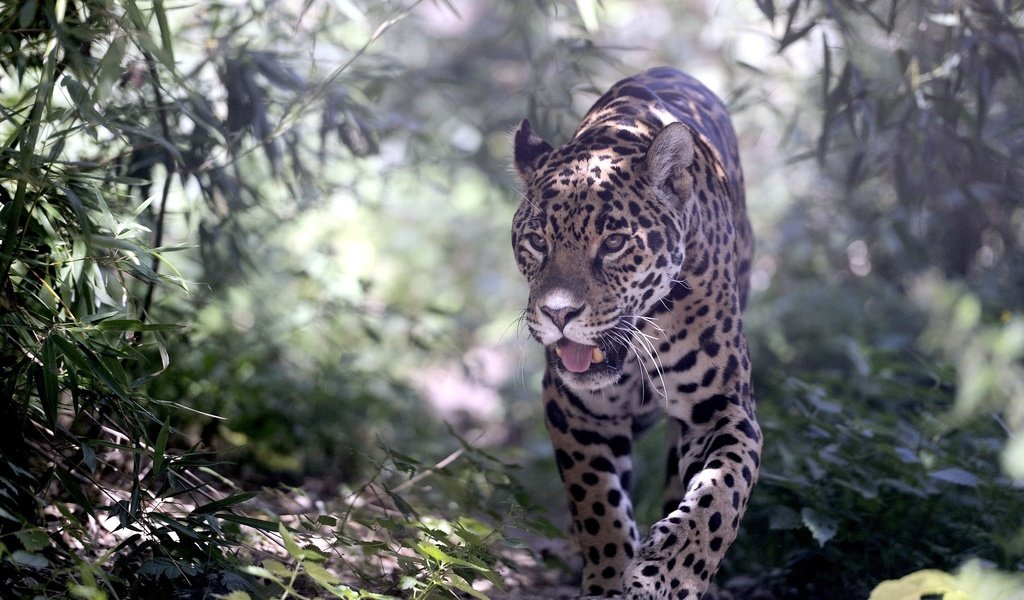 Обои природа, хищник, ягуар, дикая кошка, nature, predator, jaguar, wild cat разрешение 2048x1332 Загрузить