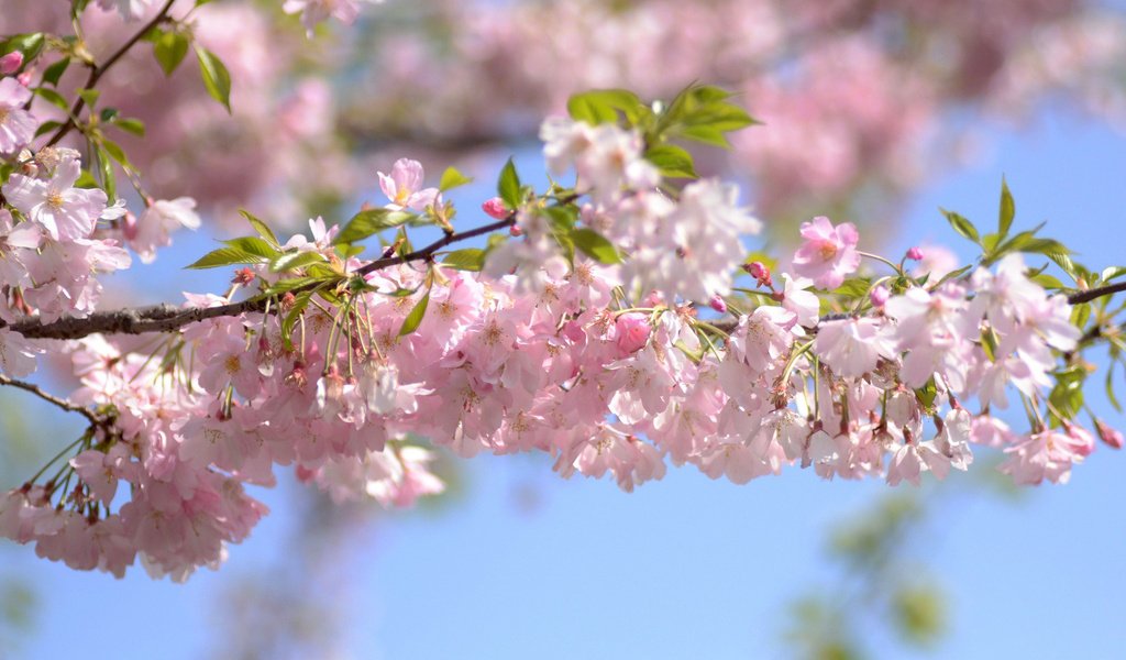 Обои небо, цветы, ветка, цветение, весна, вишня, the sky, flowers, branch, flowering, spring, cherry разрешение 1920x1200 Загрузить